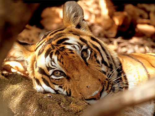 © WWF-Canon / R.Isotti-A.Cambone <br> Since the 1940s, three tiger subspecies (the Bali, Javan and Caspian) have gone extinct, and a fourth (the South China tiger) is on its way.